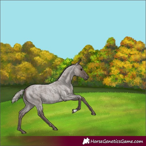 Horse Color:Silver Blue Roan