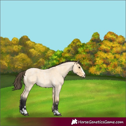 Horse Color:Buckskin Roan