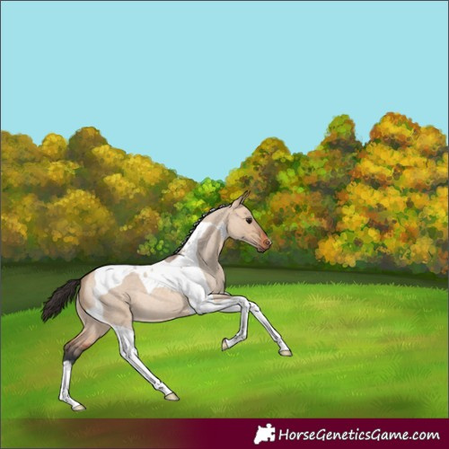 Horse Color:Bay Roan Dun Tobiano
