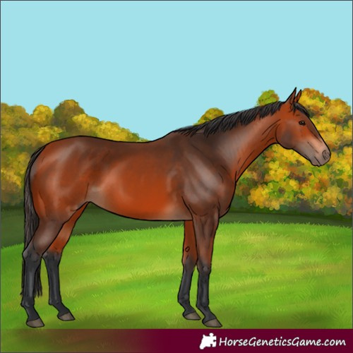 Horse Color:Bay 