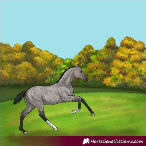 Horse Color:Grullo Roan