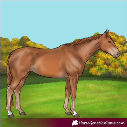 Horse Color:Chestnut 