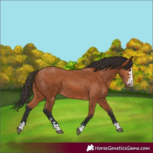 Horse Color:Bay 