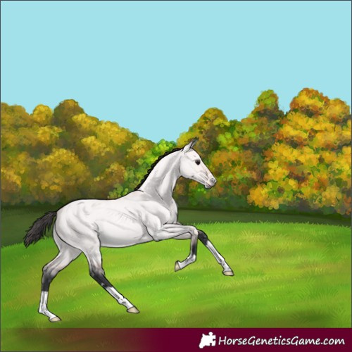Horse Color:Platinum Bay Roan Dun