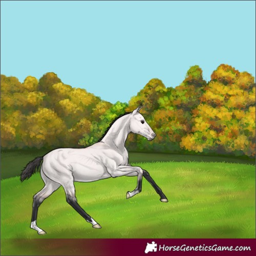 Horse Color:Platinum Bay Dun 