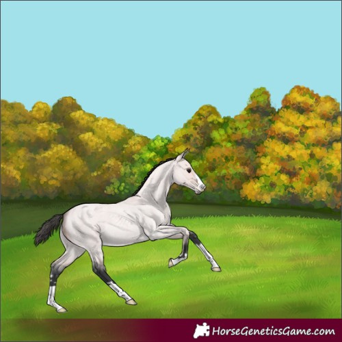 Horse Color:Platinum Bay Roan Dun