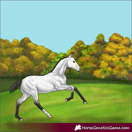 Horse Color:Platinum Buckskin Roan Dun