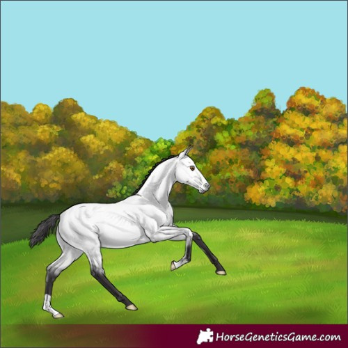 Horse Color:Platinum Buckskin Dun 
