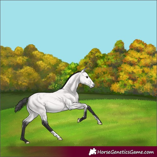 Horse Color:Platinum Buckskin