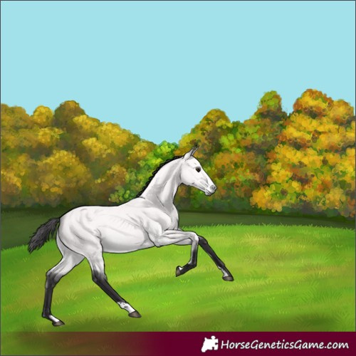 Horse Color:Platinum Buckskin 