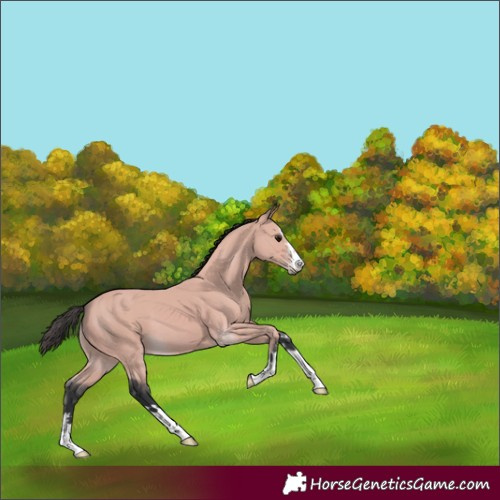 Horse Color:Platinum Bay
