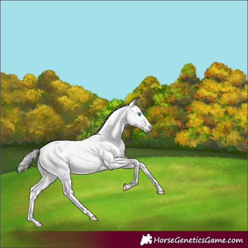 Horse Color:Platinum Perlino Dun 