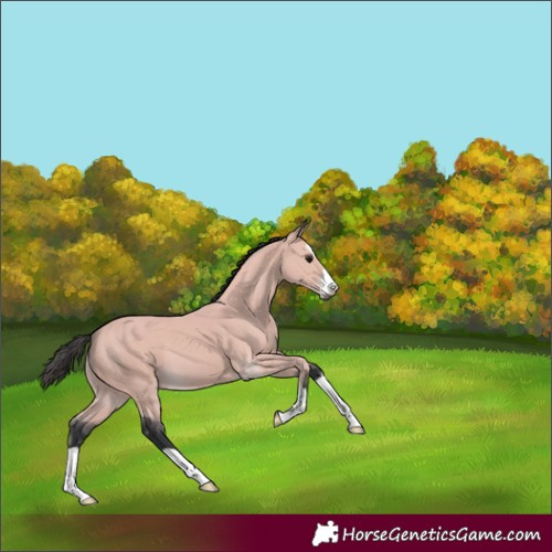 Horse Color:Platinum Bay 