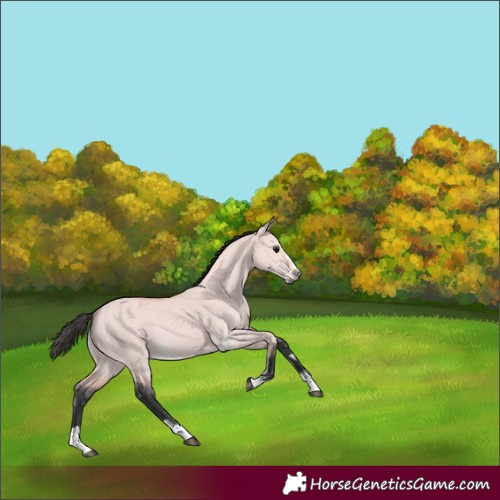 Horse Color:Platinum Bay Dun 