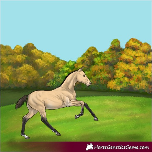 Horse Color:Buckskin 