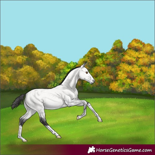 Horse Color:Platinum Buckskin Dun