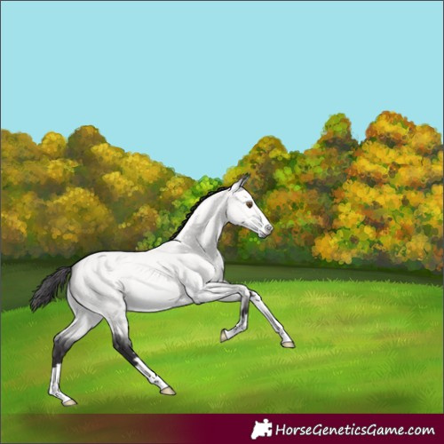 Horse Color:Platinum Buckskin Dun 