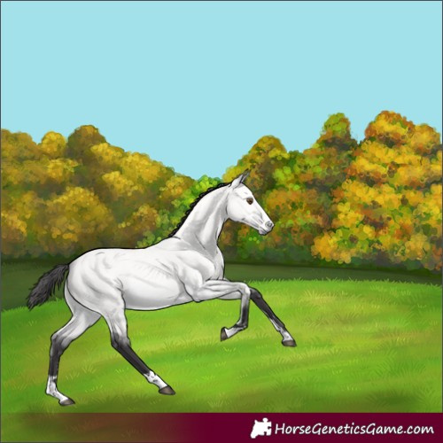 Horse Color:Platinum Buckskin Dun 