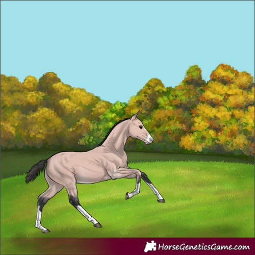 Horse Color:Platinum Bay 
