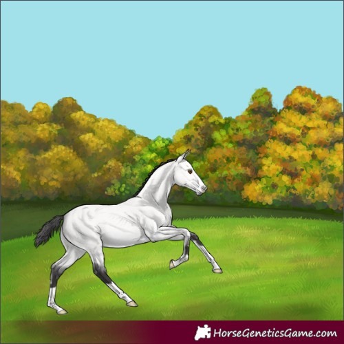 Horse Color:Platinum Buckskin Dun 