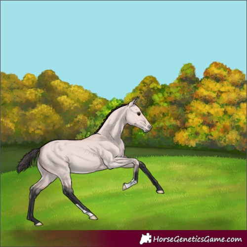 Horse Color:Platinum Bay Dun