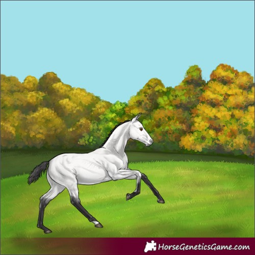 Horse Color:Platinum Buckskin Dun