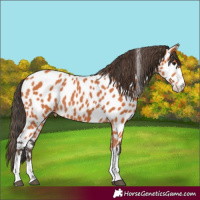 Horse Color:Bay Leopard 