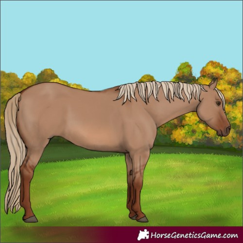 Horse Color:Red Dun 