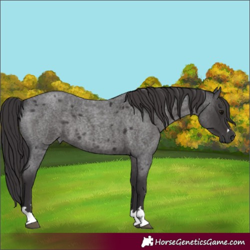 Horse Color:Smoky Blue Roan