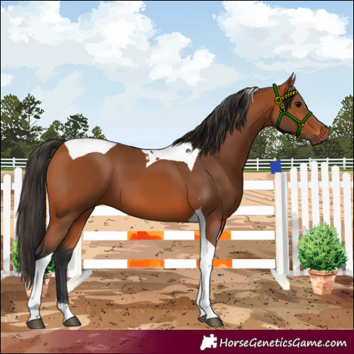 Horse Color:Bay Tobiano 