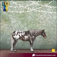 Horse Color:White Spotted Silver Brown Tobiano Appaloosa