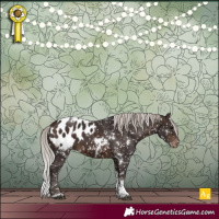 Horse Color:White Spotted Silver Brown Tobiano Appaloosa 