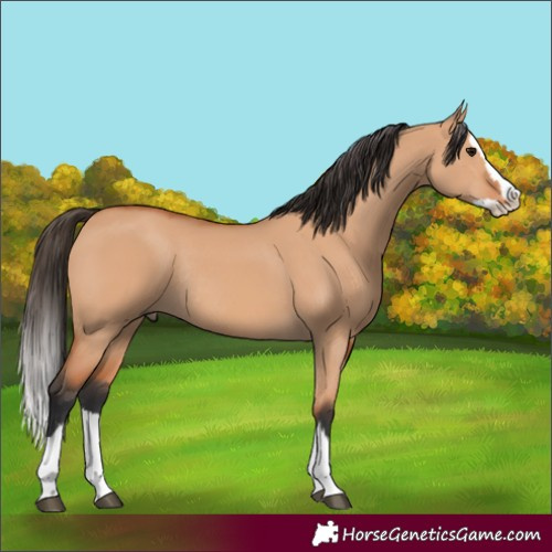 Horse Color:Bay Dun Splash Rabicano 