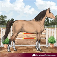 Horse Color:Bay Dun Splash Rabicano
