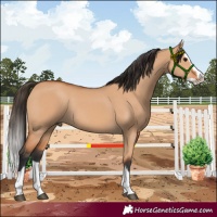 Horse Color:Bay Dun Splash Rabicano 