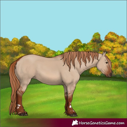 Horse Color:Red Dun 