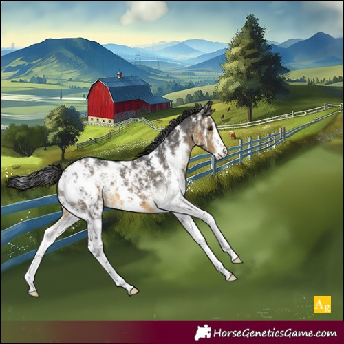 Horse Color:Buckskin Sabino Appaloosa 