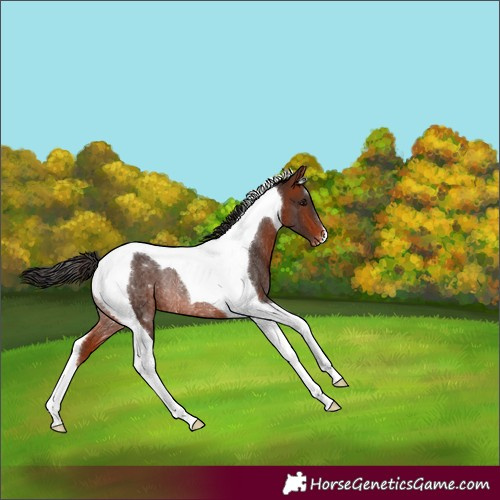 Horse Color:Brown Tobiano Varnish Rabicano 