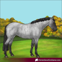Horse Color:Smoky Blue Roan
