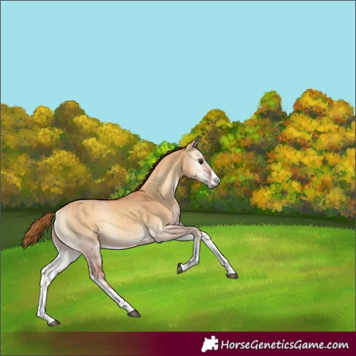 Horse Color:Red Dun Onyx 