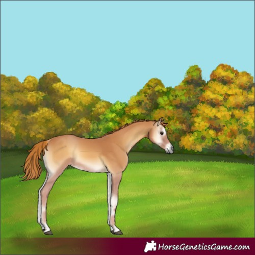 Horse Color:Red Onyx 