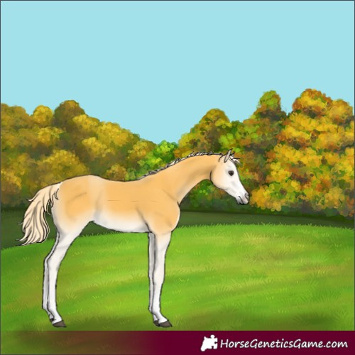 Horse Color:Palomino Onyx 