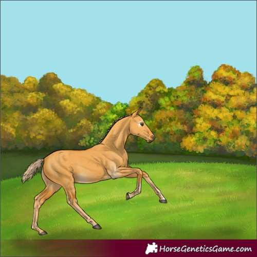 Horse Color:Gray Palomino Dun 