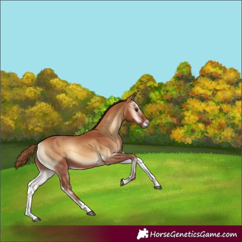 Horse Color:Red Onyx