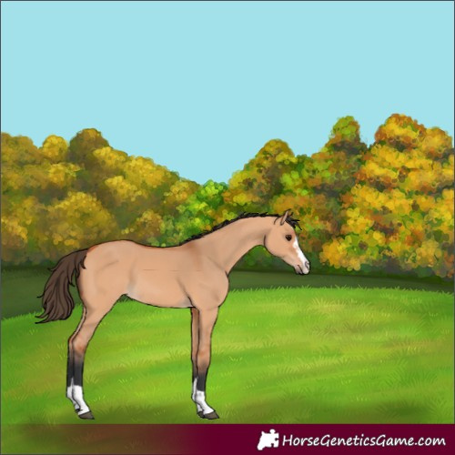 Horse Color:Bay Dun