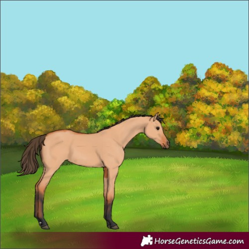 Horse Color:Bay Dun