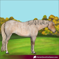 Horse Color:Chocolate Palomino Roan 