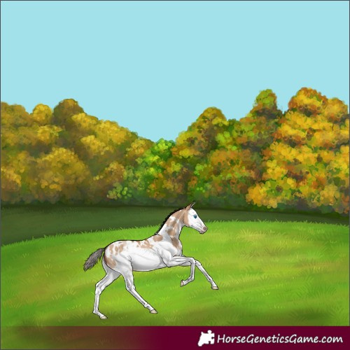 Horse Color:Gray White Spotted Amber Champagne Dun Splash Frame Appaloosa