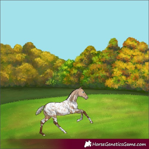 Horse Color:Gray White Spotted Silver Amber Champagne Dun Appaloosa Rabicano