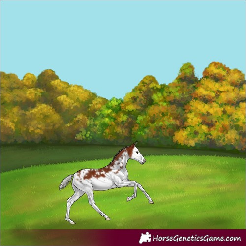 Horse Color:Gray White Spotted Silver Bay Splash Frame